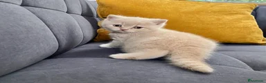 British Shorthair Spotted cream