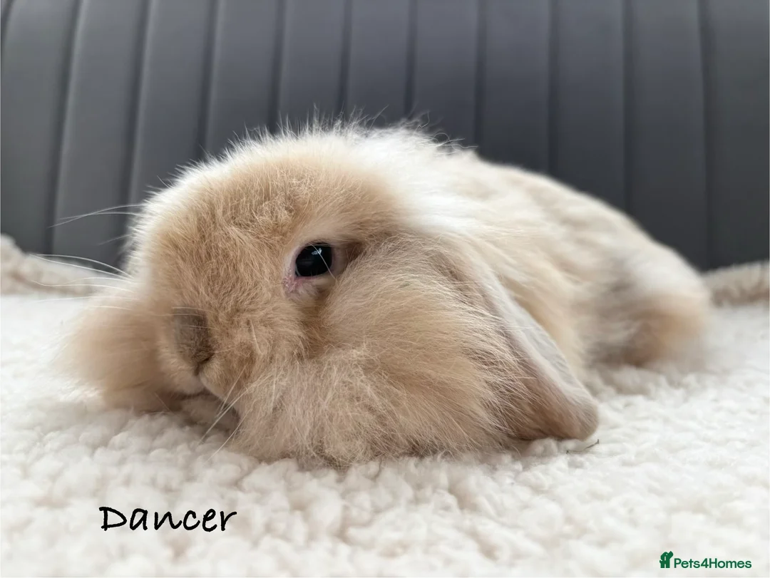 Mixed Breed rabbits for sale: Beautiful Fluffy Baby Rabbits- Ready to leave - Advert 3