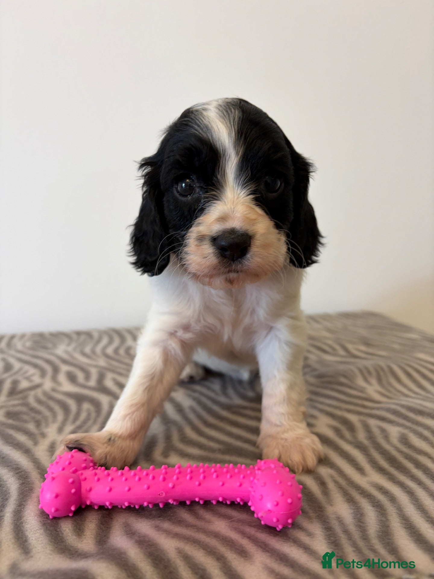 Cavapoo dogs 🐾💕STUNNING CAVAPOOS 💕🐾 - Advert 2