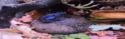 Frog reptiles for sale: Dendrobates tinctorius + full set up in Sheffield - Advert 7