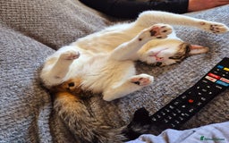 British Shorthair cats for sale: George the FREE cat.  - Image 2