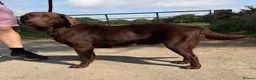 Labrador Retriever dogs for sale: Quality KC Reg Chocolate Labrador Retriever Adult - Advert 1