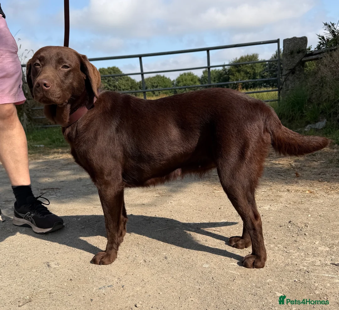 Labrador Retriever dogs for sale: Quality KC Reg Chocolate Labrador Retriever Adult - Advert 1