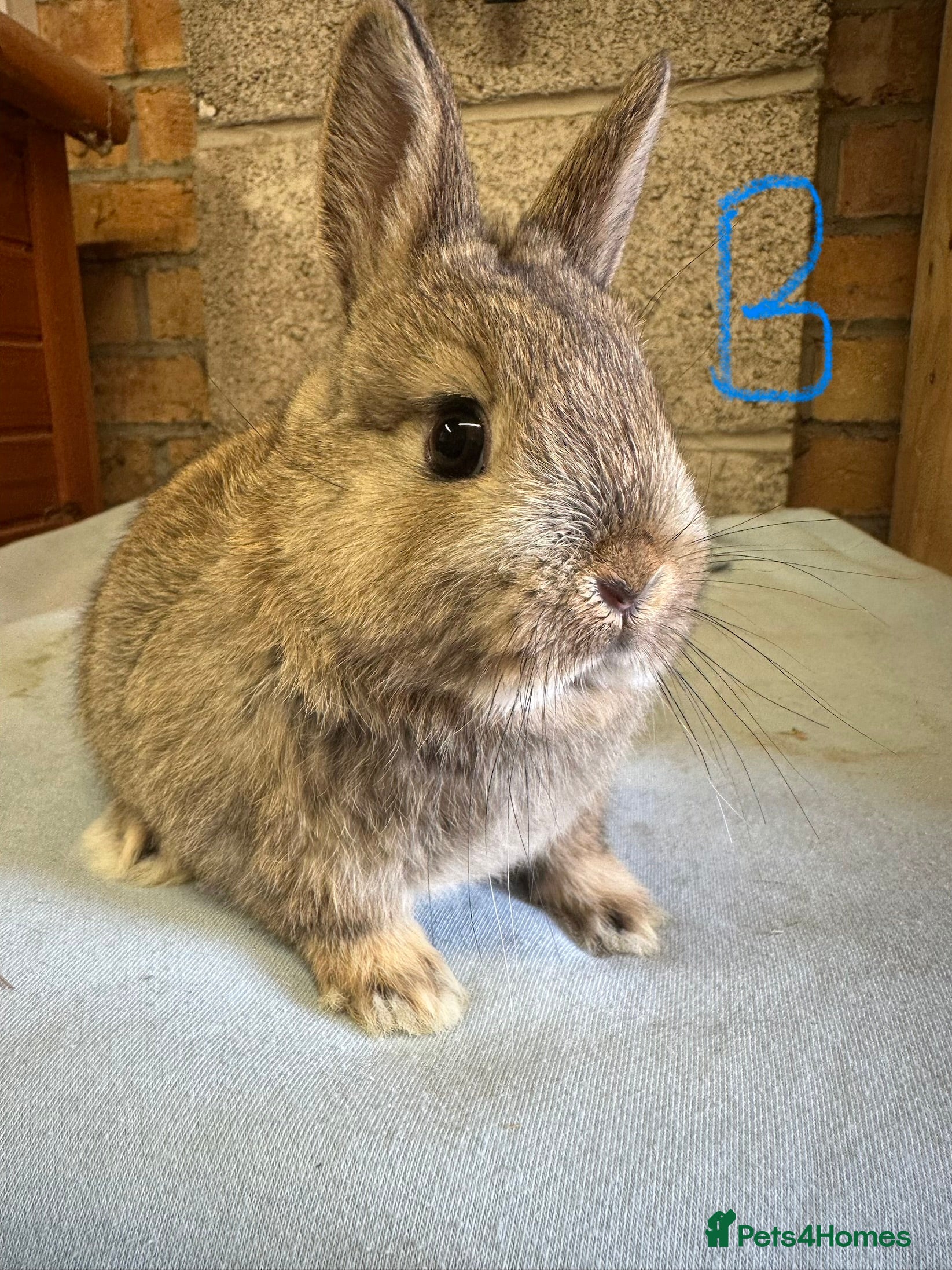 Netherland Dwarf rabbits Netherland Dwarf Rabbits for sale  - Advert 7