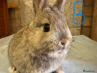 Netherland Dwarf rabbits Netherland Dwarf Rabbits for sale - Advert 7