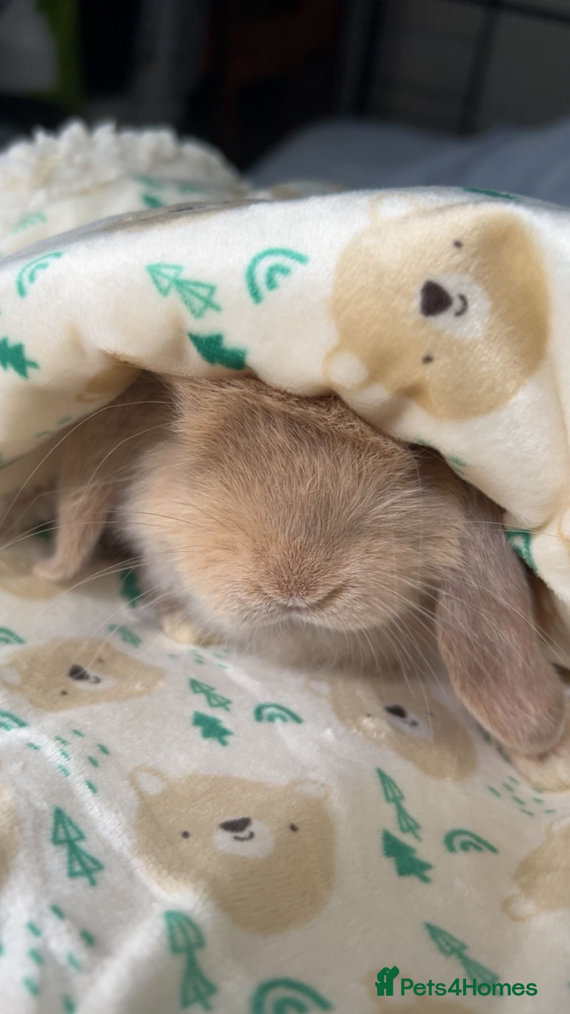 Mini Lop rabbits Two baby mini lops and accessories pls read  - Advert 2