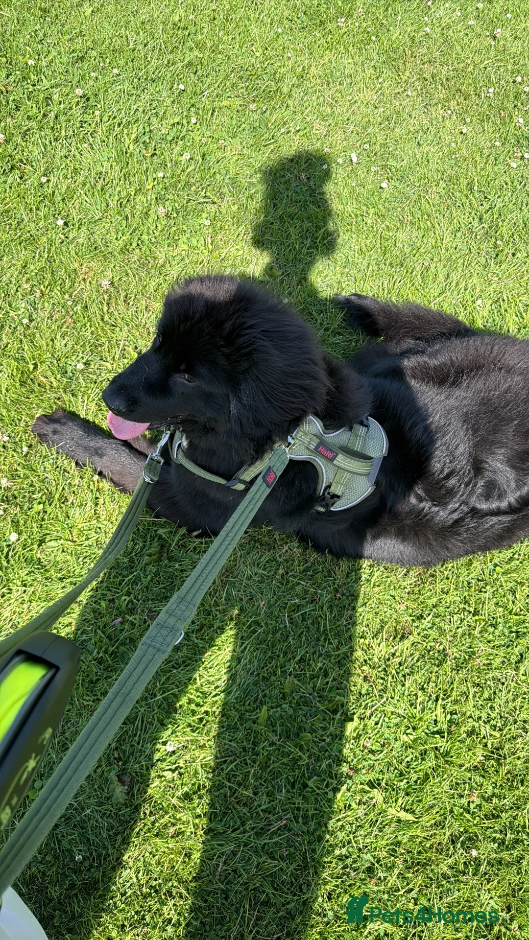 Newfoundland dogs for sale: 10 month Newfoundland girl  in Llantwit Major - Advert 1