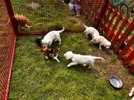 Golden Retriever dogs in Biggleswade - Advert 11
