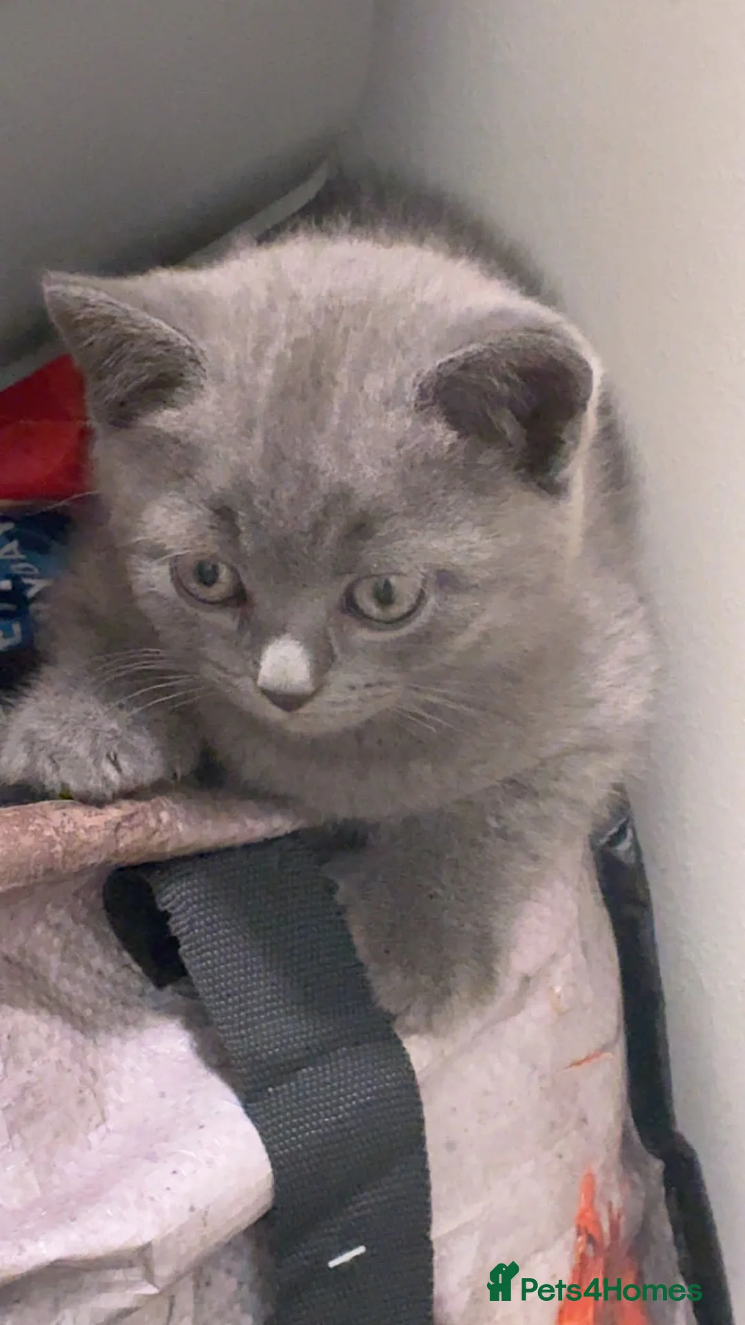 British Shorthair cats for sale: X2 British short haired  - Advert 2