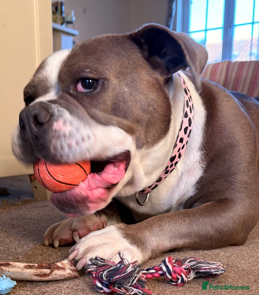 Old Tyme Bulldog dogs for sale: Female olde tyme bulldog in Boston - Advert 2