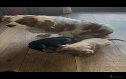 Cavalier King Charles Spaniel dogs for sale: Beautiful Cavalier King Charles Spaniel Puppies - Image 9