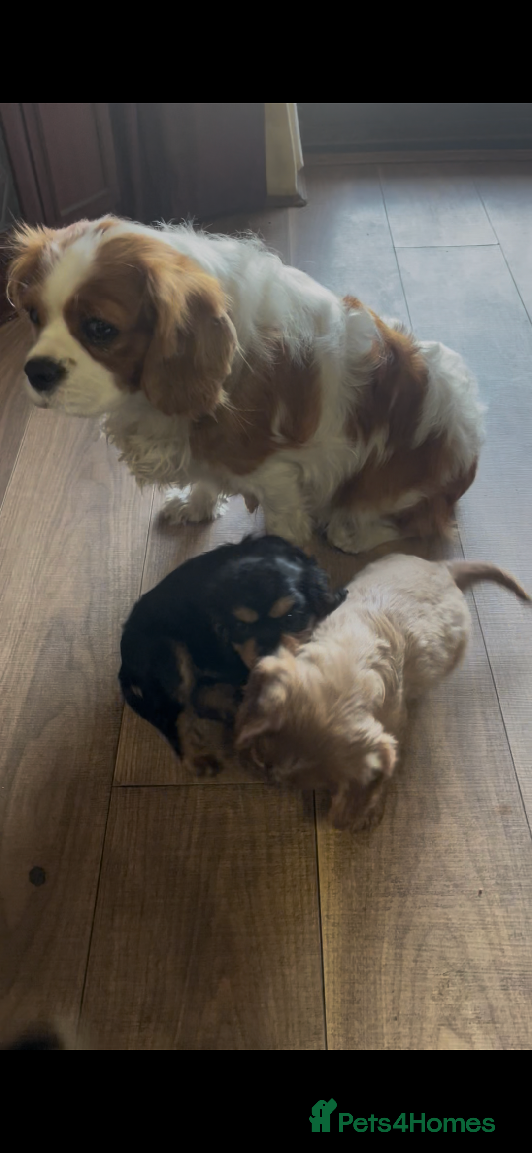 Cavalier King Charles Spaniel dogs for sale: Beautiful Cavalier King Charles Spaniel Puppies - Image 9