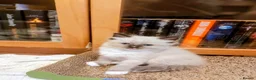 Ragdoll cats for sale: THREE SUPERB RAGDOLL BOYS - Advert 16