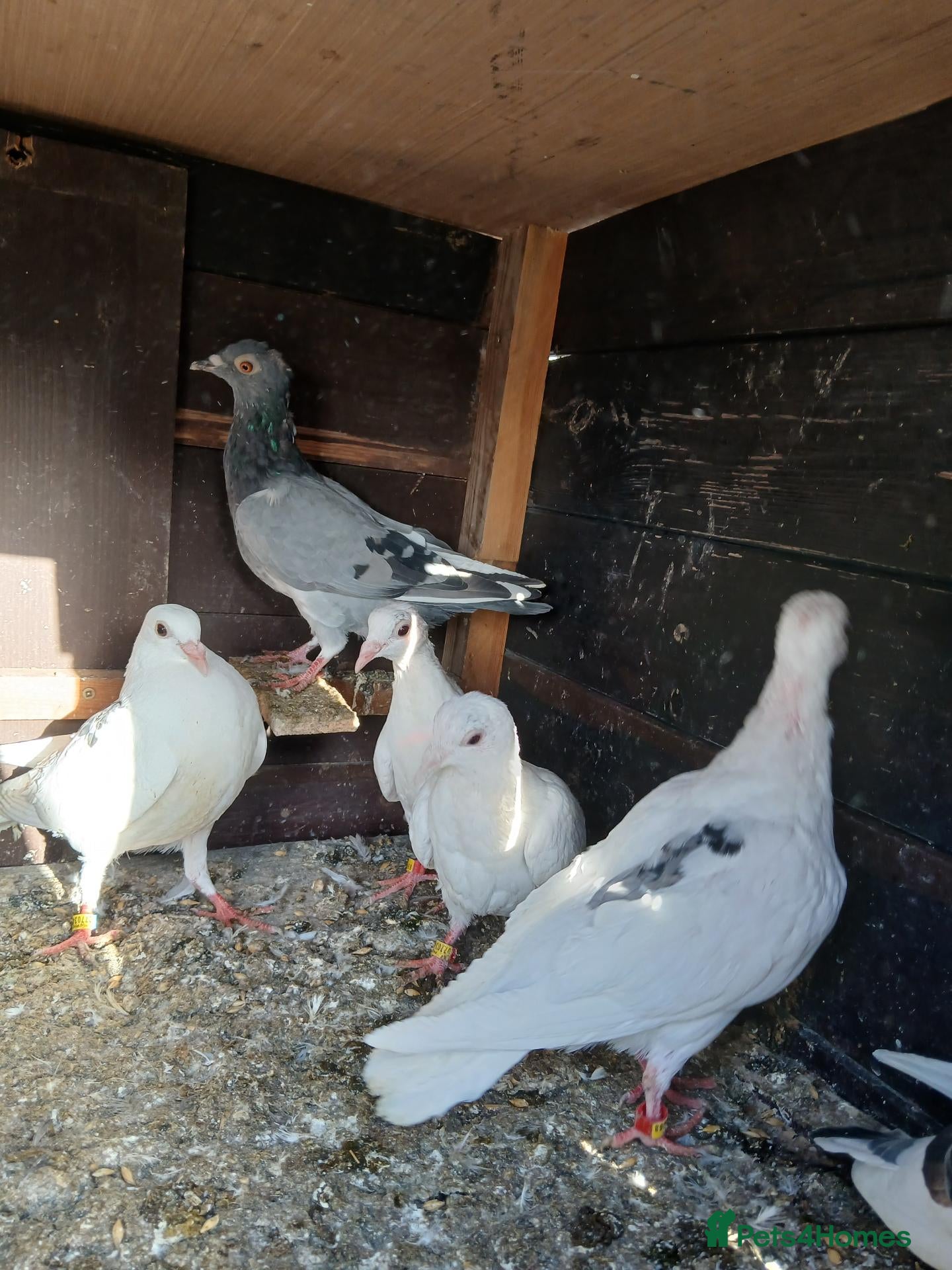 Pigeons birds young racing pigeons  - Advert 2