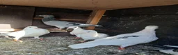Pigeons birds for sale: young racing pigeons  - Advert 1