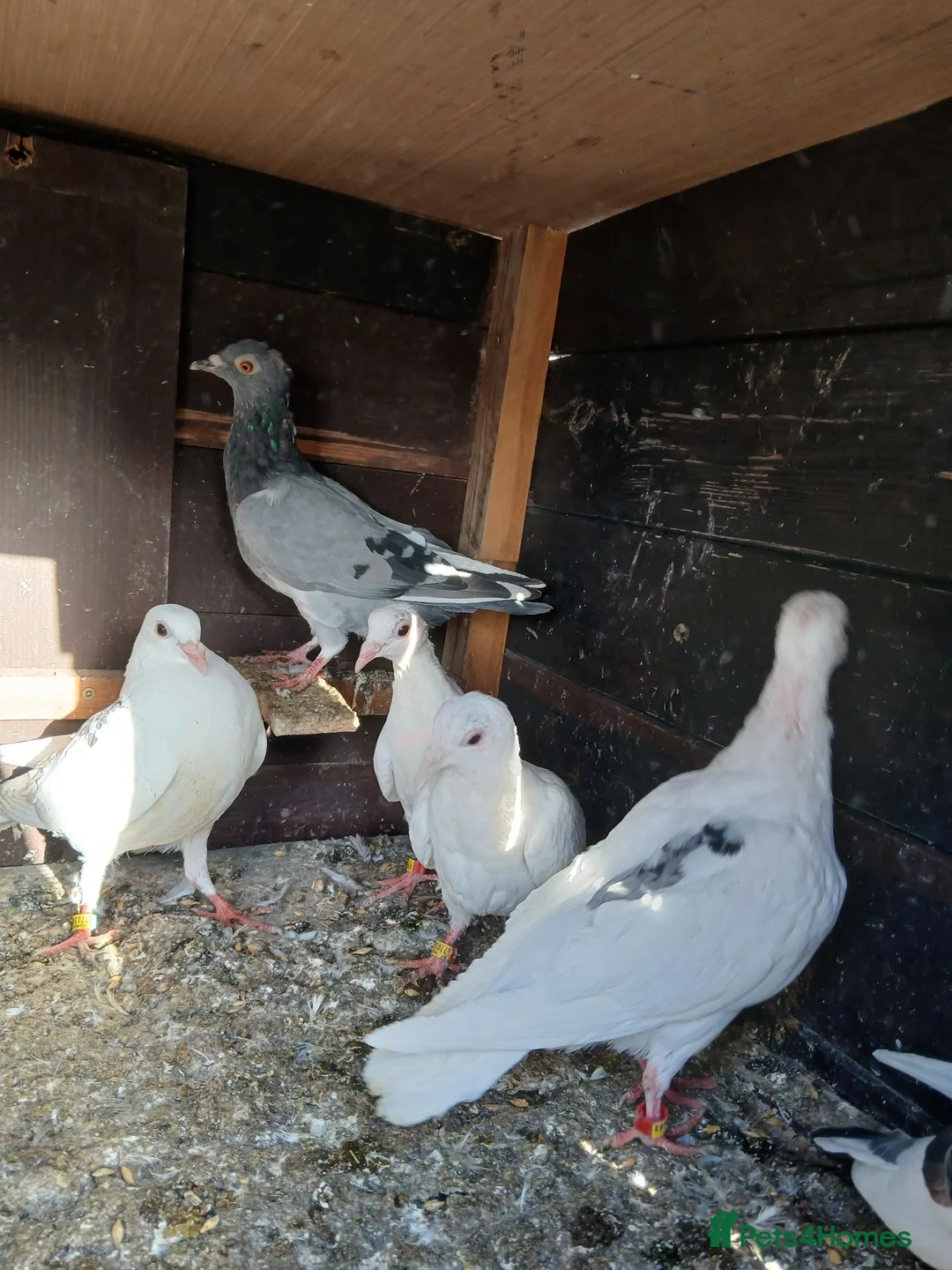 Pigeons birds for sale: young racing pigeons  - Advert 1