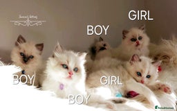 Ragdoll cats for sale: Beautiful Ragdoll kittens 😻😻😻 - Image 4