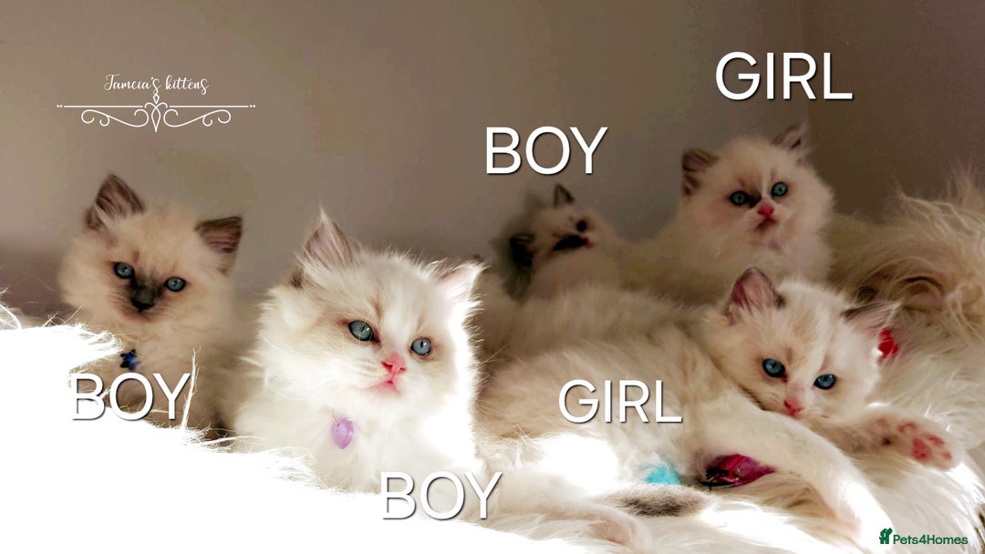 Ragdoll cats for sale: Beautiful Ragdoll kittens 😻😻😻 - Image 4