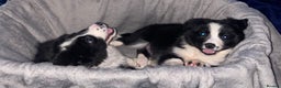 Border Collie dogs for sale: Border collie puppies  - Advert 5
