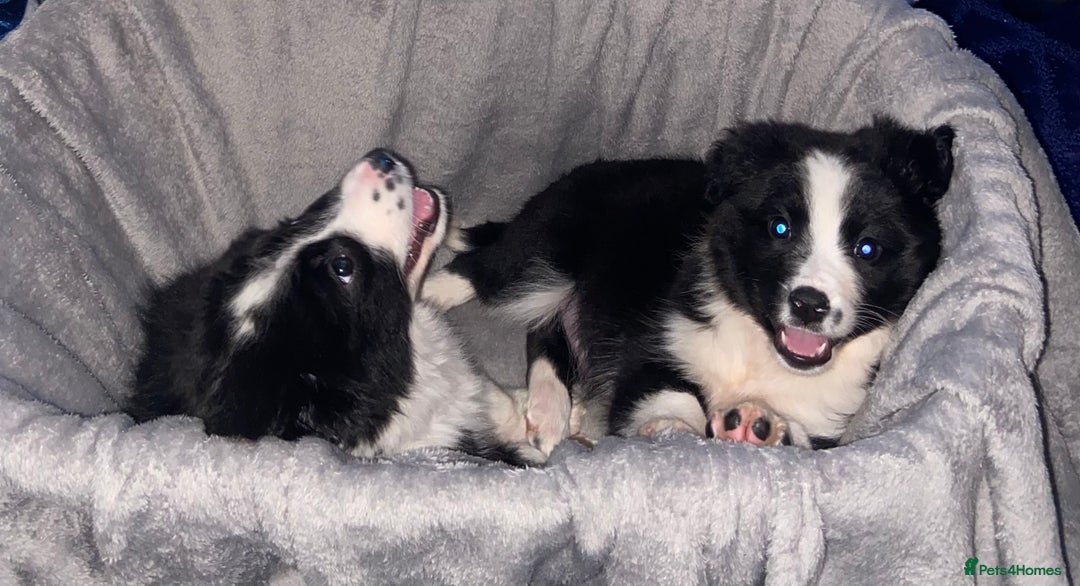 Border Collie dogs for sale: Border collie puppies  - Advert 5