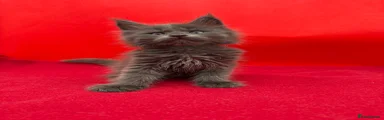Maine Coon 2