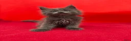 Maine Coon cats for sale:     Health Tested TICA Reg Maine Coon Kittens  - Advert 19