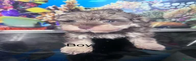 Schnoodle Puppy 1