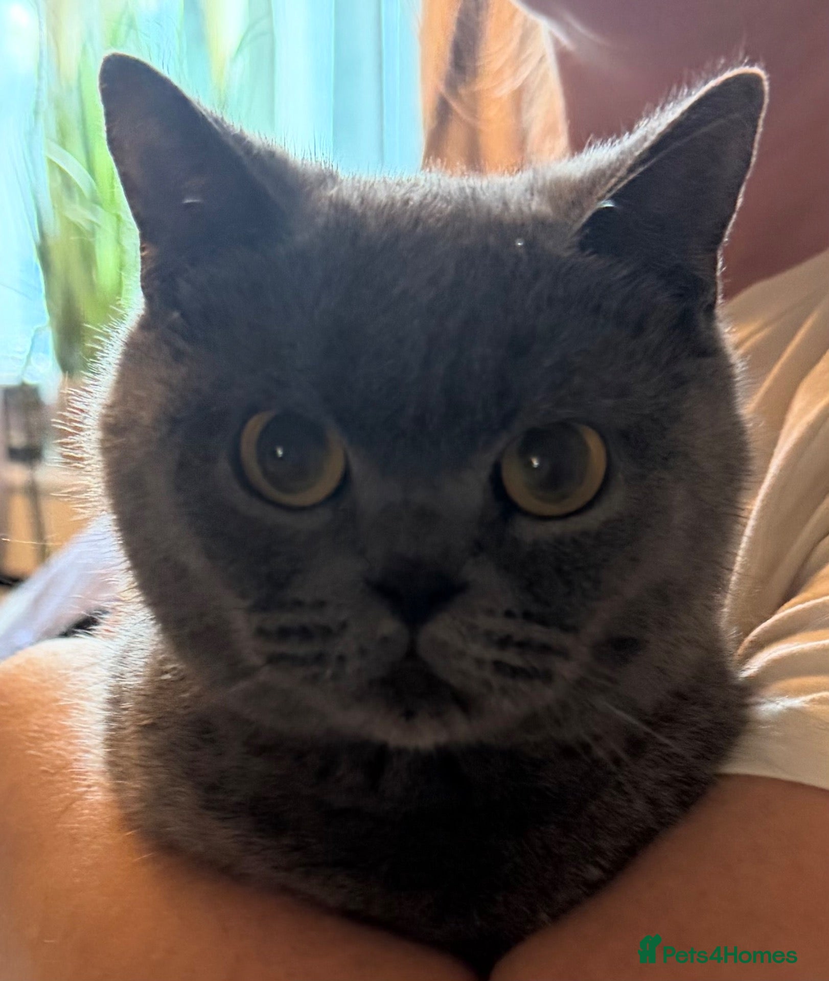 British Shorthair cats Stunning Pure Blue British Shorthair Queens - Advert 1