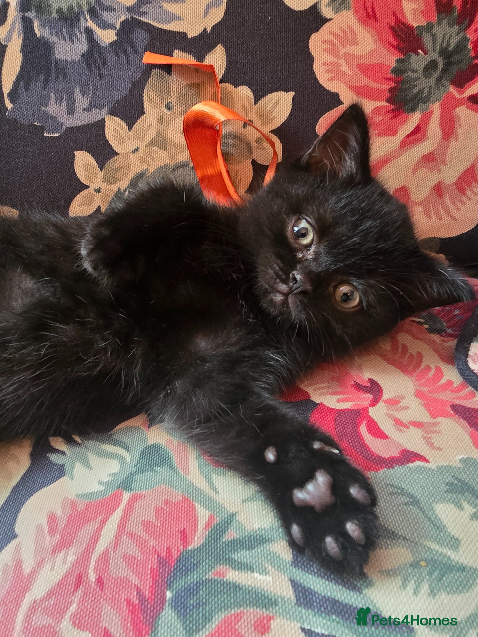 British Shorthair cats Beautiful kittens looking forever home 🏡 😍  - Advert 6