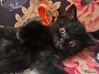 British Shorthair cats Beautiful kittens looking forever home 🏡 😍 - Advert 1