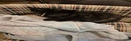 Mixed Breed cats for sale: Kittens for sale  in Nottingham - Advert 7