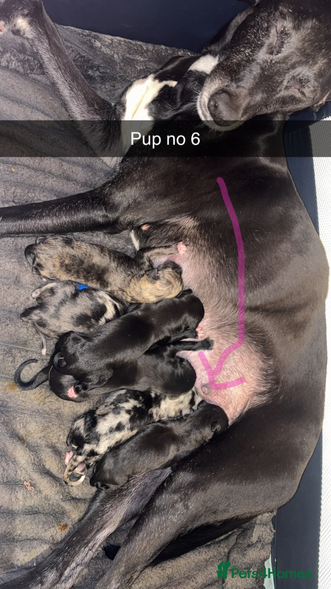 Greyhound dogs for sale: Grayhound 1/3 bullmastiff in Chesterfield - Advert 1