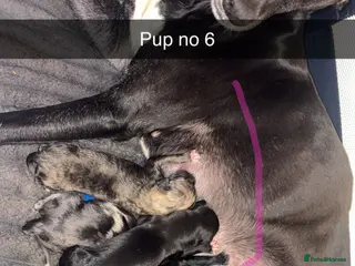 Greyhound dogs Grayhound 1/3 bullmastiff - Advert 3