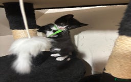 Mixed Breed cats for sale: Beautiful Black & White Kittens  - Image 23