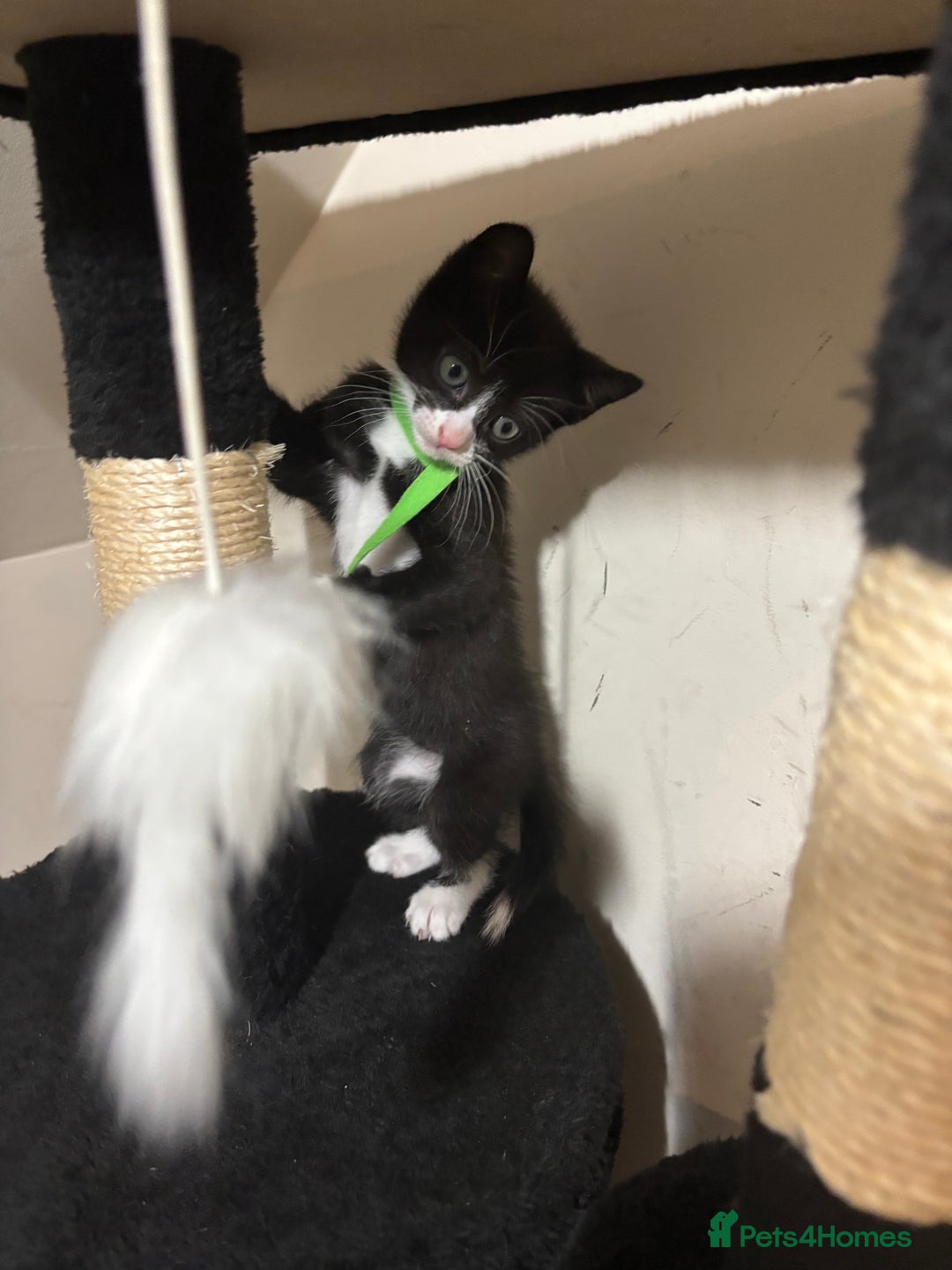 Mixed Breed cats for sale: Beautiful Black & White Kittens  - Image 23
