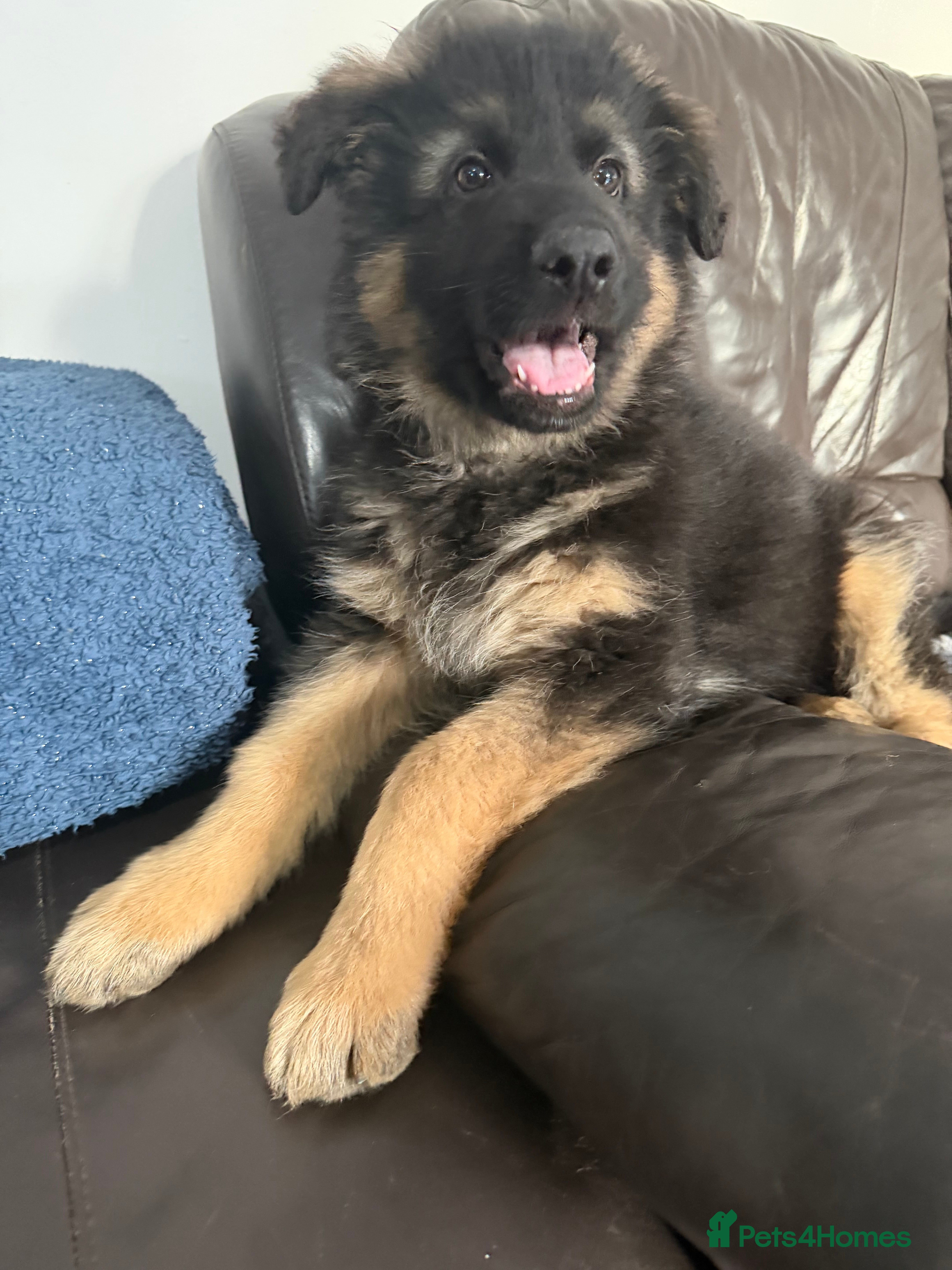 German Shepherd dogs Only 1 Boy Left – KC Reg Long Hair GSD - Advert 6