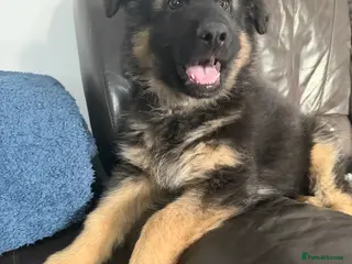 German Shepherd dogs Only 1 Boy Left – KC Reg Long Hair GSD - Advert 6