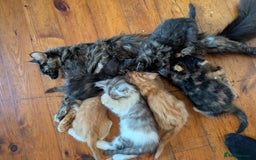 Maine Coon cats for sale: Maine Coon kittens  - Image 2