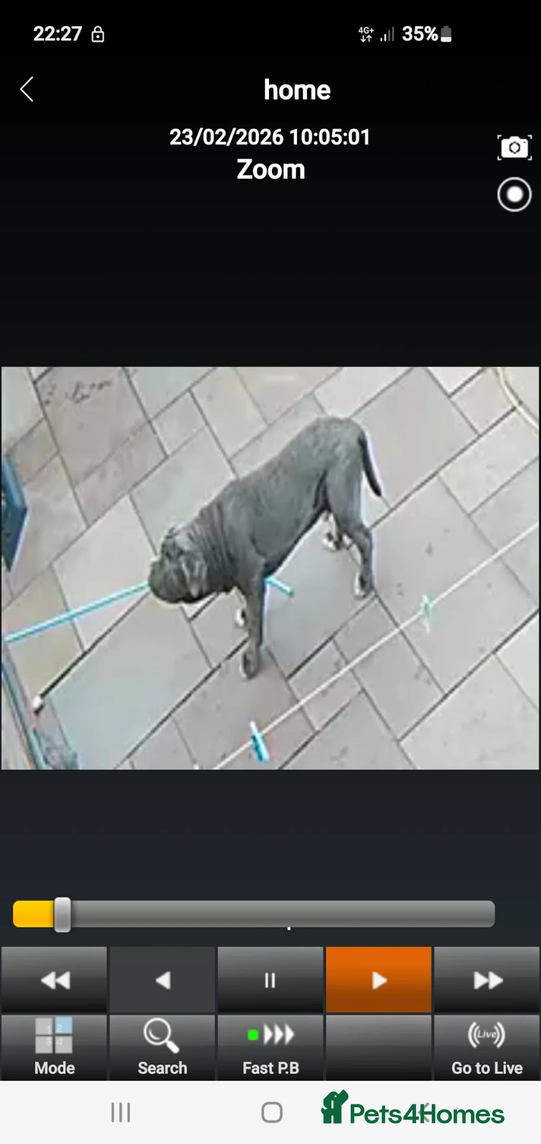 Neapolitan Mastiff dogs for stud: Neopolitan mastiff stud  - Advert 6