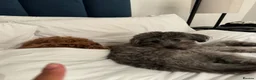 Mixed Breed dogs for sale: Rehoming 2 beautiful dogs  in London - Advert 23