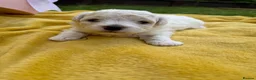 Bichon Frise dogs for sale: ⭐️Gorgeous Bichon Frise Puppies Available ⭐️ - Advert 17