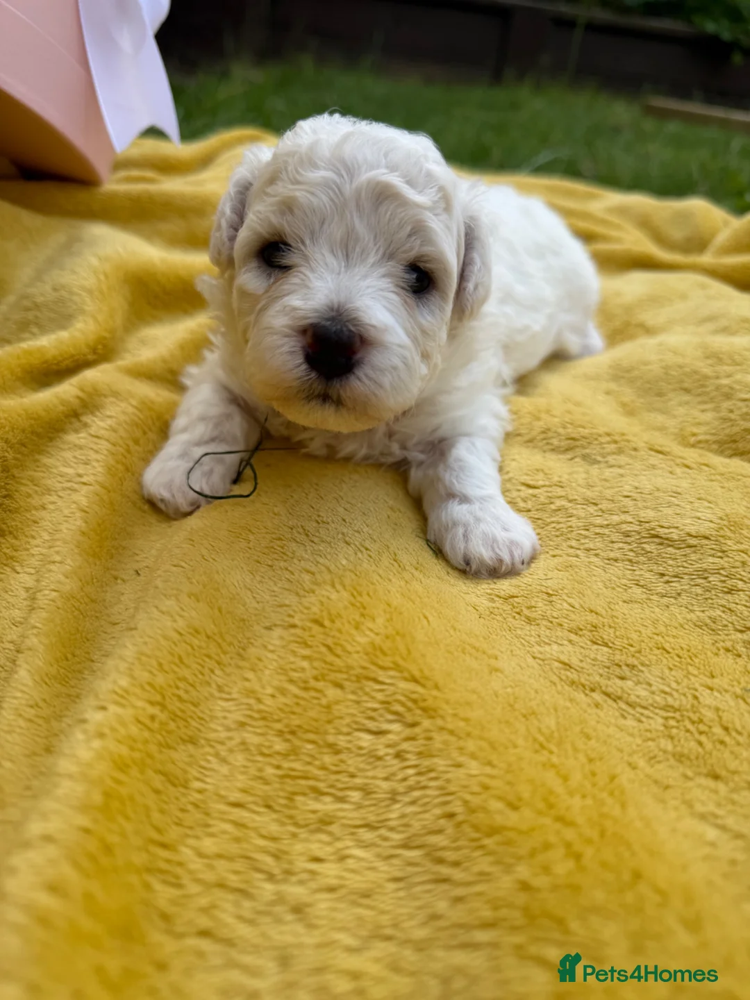 Bichon Frise dogs for sale: ⭐️Gorgeous Bichon Frise Puppies Available ⭐️ - Advert 23
