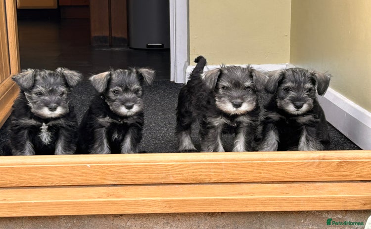 Miniature Schnauzer dogs - Advert 2