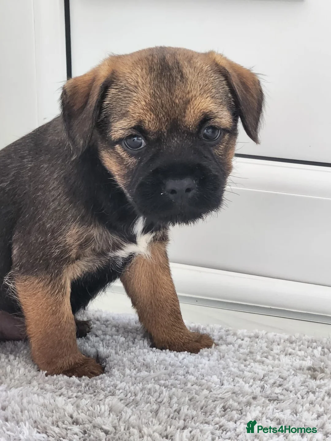Border Terrier dogs for sale: Border Terrier  - Advert 10
