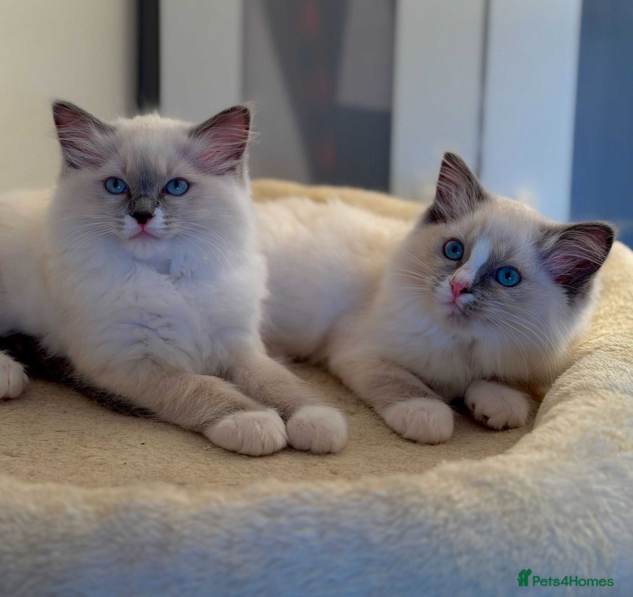 Ragdoll cats Exceptional Quality Ragdolls  - Advert 5
