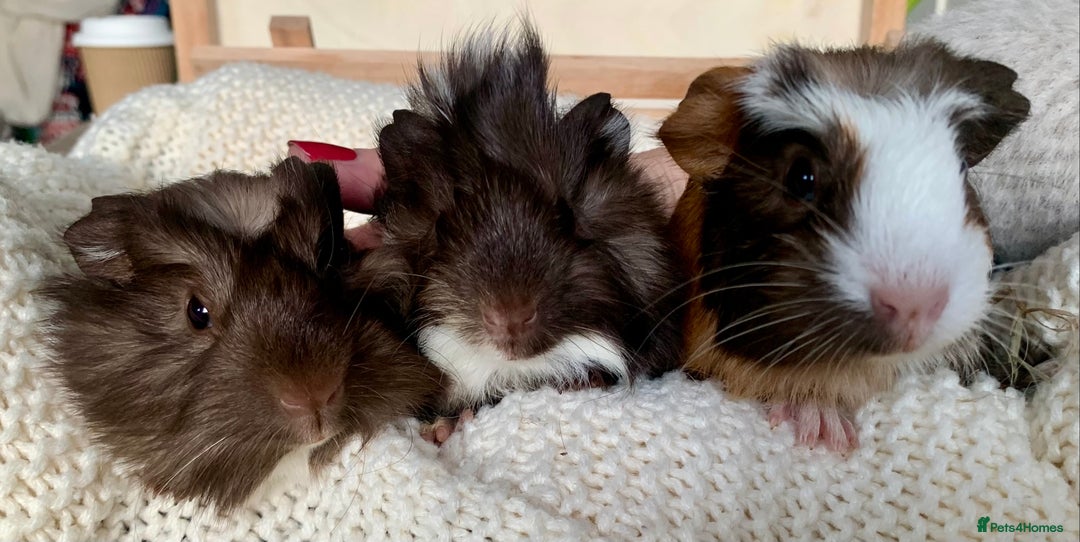 Guinea Pig rodents for sale:  VERY tame, healthy, GORGEOUS baby boy Guinea pigs - Advert 1