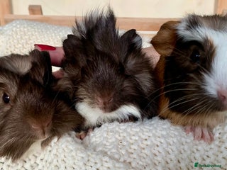 Guinea Pig rodents VERY tame, healthy, GORGEOUS baby boy Guinea pigs - Advert 1