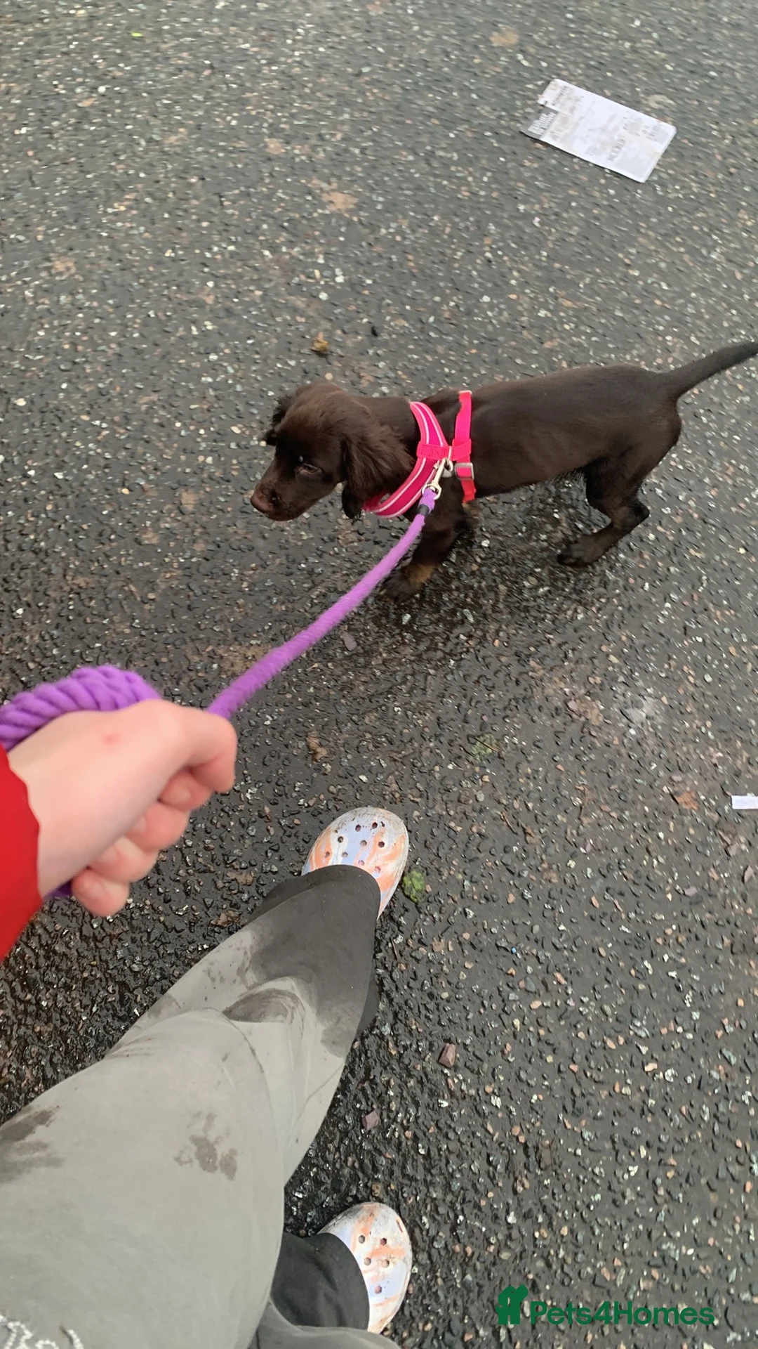 Cocker Spaniel dogs for sale: Female cocker spaniel puppy in Romney Marsh - Advert 5
