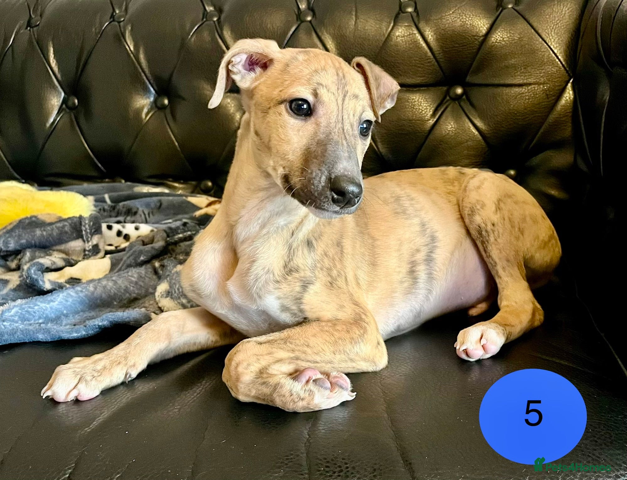 Whippet dogs KC Reg Whippet Puppies - Advert 9