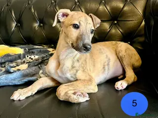 Whippet dogs KC Reg Whippet Puppies - Advert 9